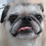 This is Fester.