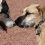 Meeting at the dog run.