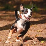 Fastdog