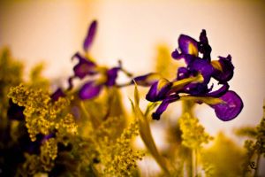 a friend sent flowers