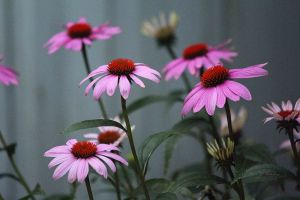 echinacea