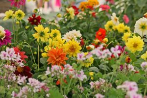 flowers for sale