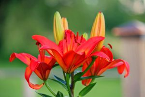 lillies